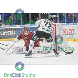 krivošík junca (2)